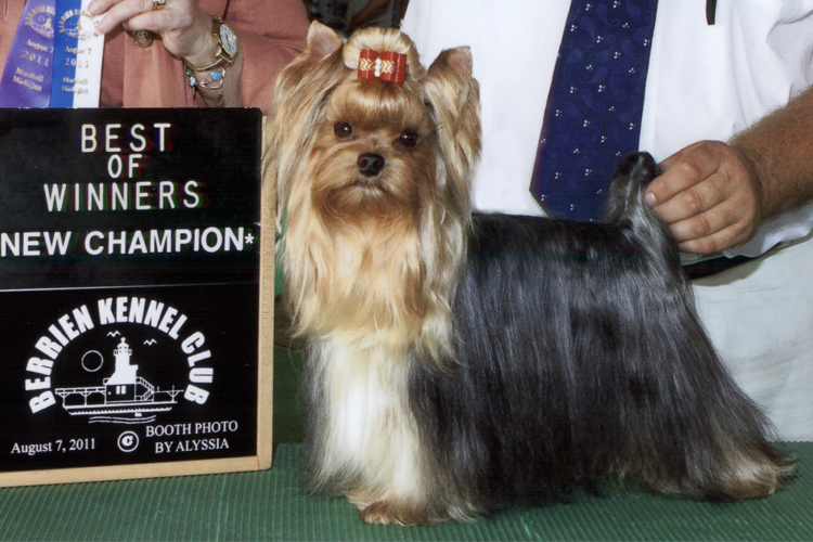 Akc yorkshire deals terrier